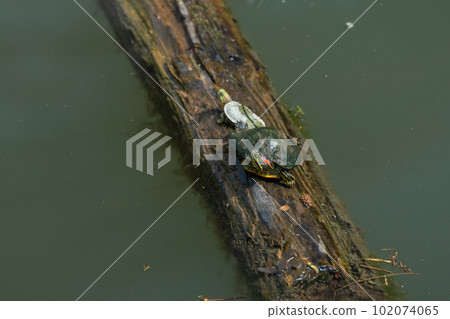 A red-eared slider basking on a floating tree A red-eared slider basking on a floating tree 102074065