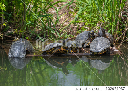 A red-eared slider basking in the waters of Wand A red-eared slider basking in the waters of Wand 102074087