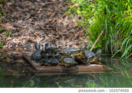 A red-eared slider basking in the waters of Wand 102074088