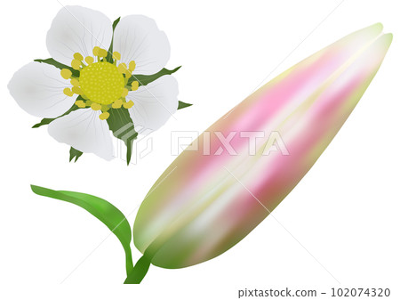 “百合芽”和“野草莓花” 102074320