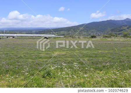 Shinkansen and Mt.Fuji beyond the lotus field 102074629