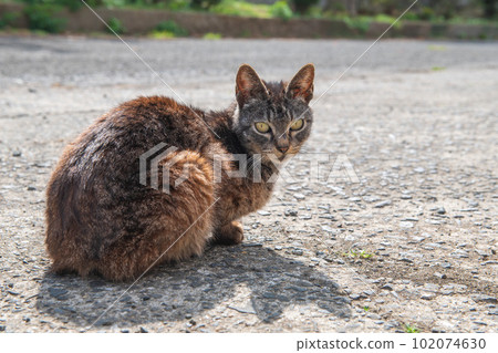 Stray cats in Ikeshima 102074630