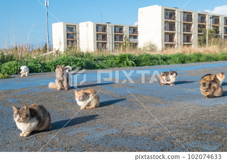 Stray cats in Ikeshima 102074633
