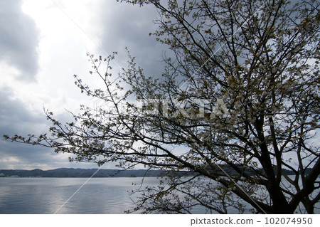 鳥取四季漫步春天青島 102074950