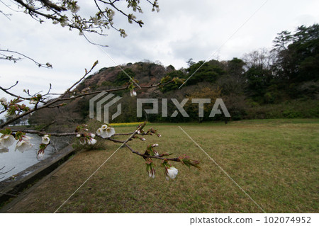 鳥取四季漫步春天青島 鳥取四季漫步春天青島 102074952