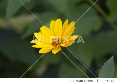yellow flowers daisy green background. Birthday card, Mother's Day card, invitation. Copy space, pattern, wallpaper, banner, cover, mockup, for design yellow flowers daisy green background. Birthday card, Mother's Day card, invitation. Copy space, pattern, wallpaper, banner, cover, mockup, for design 102075059