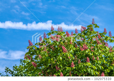 日本橫濱市景紅花七葉樹。七葉樹和美國七葉樹的雜交種,以巴黎成排的樹木而聞名。 日本橫濱市景紅花七葉樹。七葉樹和美國七葉樹的雜交種,以巴黎成排的樹木而聞名。 102075310