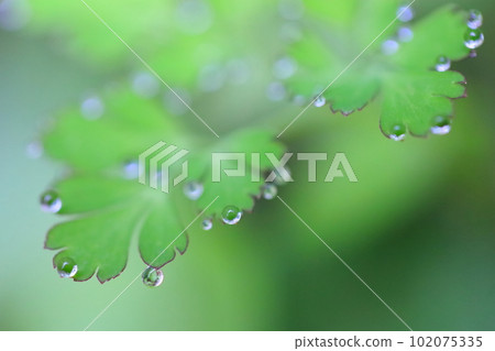 Buds on the leaves Buds on the leaves 102075335