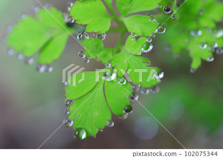 Buds on the leaves Buds on the leaves 102075344