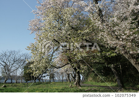 Tottori four seasons walk spring Qingdao Tottori four seasons walk spring Qingdao 102075349