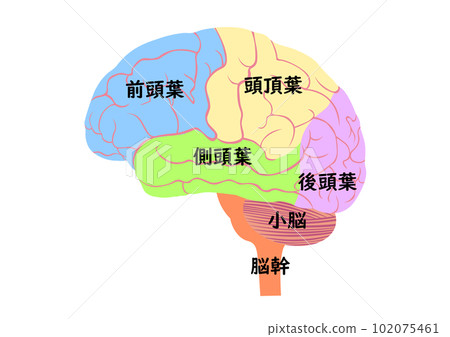 人腦結構和名稱 人腦結構和名稱 102075461
