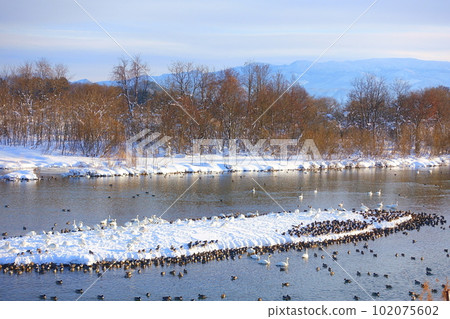 Swans, ducks, migratory birds, Kubota waterside school, Yonezawa Swans, ducks, migratory birds, Kubota waterside school, Yonezawa 102075602