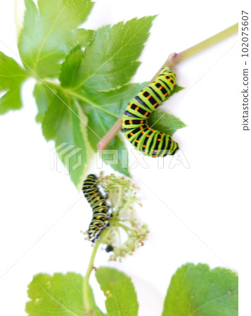 Swallowtail butterfly Swallowtail butterfly Swallowtail butterfly Butterfly butterfly Swallowtail butterfly Swallowtail butterfly Swallowtail butterfly Butterfly butterfly 102075607
