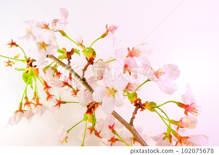 Cherry blossoms in full bloom, cherry blossoms, cherry blossoms, cherry blossoms, Somei Yoshino Cherry blossoms in full bloom, cherry blossoms, cherry blossoms, cherry blossoms, Somei Yoshino 102075678