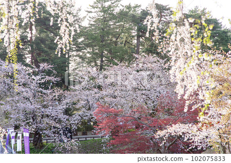 清爽的春天早晨，沐浴在陽光下的弘前城本丸枝櫻，青森縣 102075833