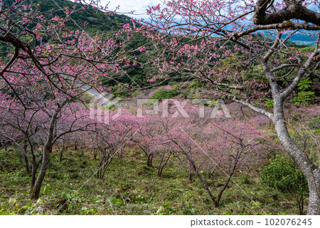 Yaedake Cherry Blossom Festival 102076245