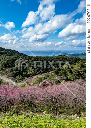 Yaedake Cherry Blossom Festival 102076246
