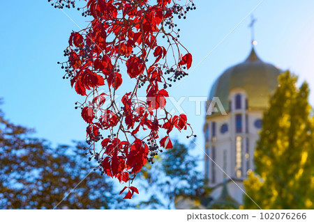 Autumn branch of elderberry with red leaves and the golden dome of the church 102076266