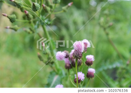 Fox mortar 102076336