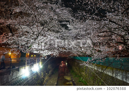 Kanagawa Prefecture: Cherry blossoms and lanterns on the Aso River at night Kanagawa Prefecture: Cherry blossoms and lanterns on the Aso River at night 102076388