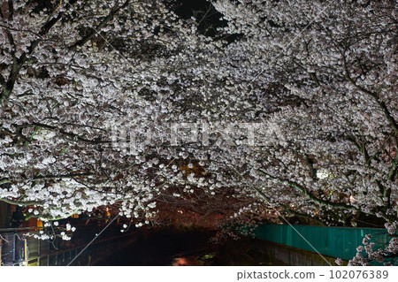 Cherry blossoms at night in Aso River, Kanagawa Prefecture Cherry blossoms at night in Aso River, Kanagawa Prefecture 102076389