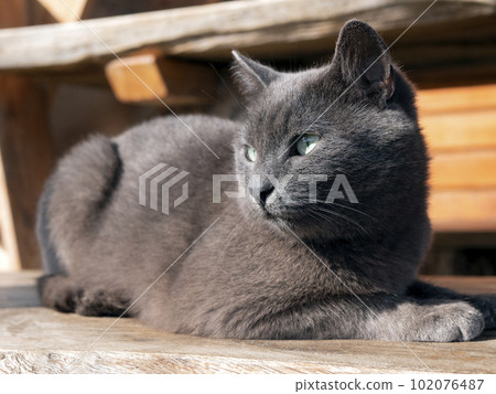 Cat is resting comfortably on the terrace and basking in the sun. Relaxation as a lifestyle 102076487