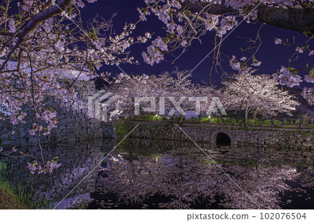 下橋和燈火通明的櫻花 102076504