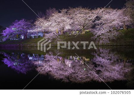上之橋附近燈火通明的櫻花 上之橋附近燈火通明的櫻花 102076505