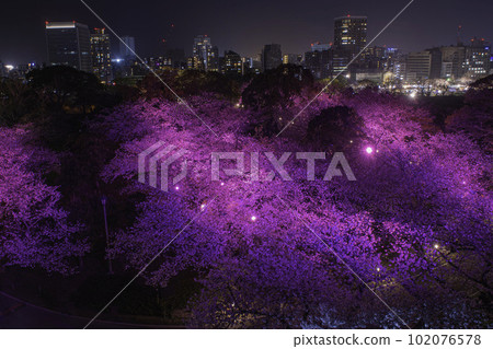 Night view and night cherry blossoms seen from the Tenshudai of Fukuoka Castle 102076578
