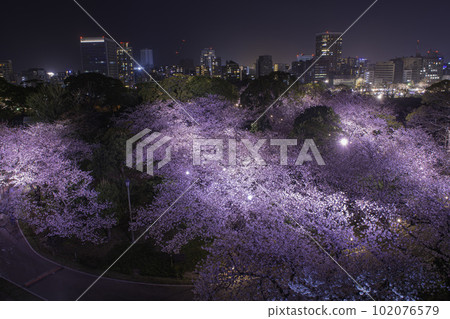 Night view and night cherry blossoms seen from the Tenshudai of Fukuoka Castle 102076579