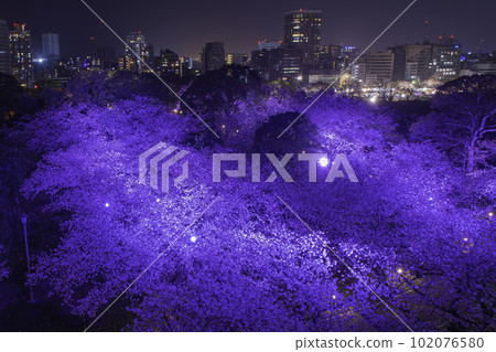 從福岡城天守台看到的夜景和夜櫻 102076580