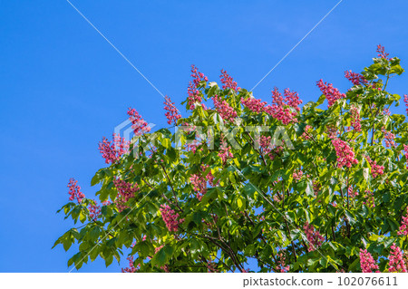 日本橫濱市景紅花七葉樹。七葉樹和美國七葉樹的雜交種,以巴黎成排的樹木而聞名 = 四月 日本橫濱市景紅花七葉樹。七葉樹和美國七葉樹的雜交種,以巴黎成排的樹木而聞名 = 四月 102076611