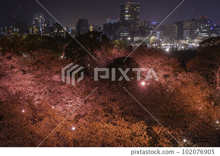 Night view and night cherry blossoms seen from the Tenshudai of Fukuoka Castle 102076905