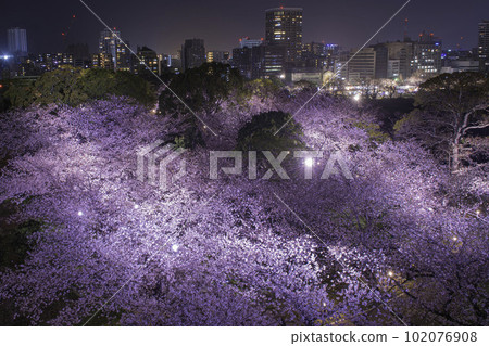 Night view and night cherry blossoms seen from the Tenshudai of Fukuoka Castle Night view and night cherry blossoms seen from the Tenshudai of Fukuoka Castle 102076908