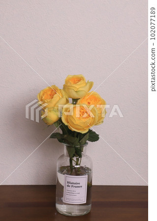 Yellow rose 102077189