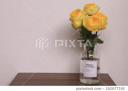Yellow rose Yellow rose 102077192