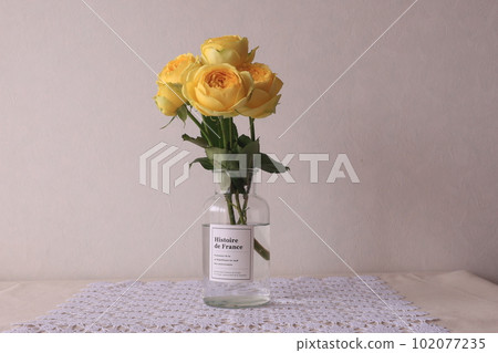 Yellow rose Yellow rose 102077235