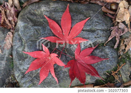 Withered leaves of kaede Momiji Withered leaves of kaede Momiji 102077303