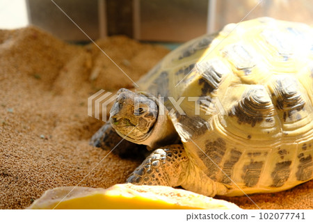 Sunbathing tortoise (Holsfield tortoise) 102077741