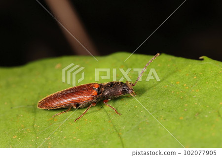 Creatures Insects Red-bellied click beetle, Okinawa click beetle. I saw it here and there on a forest road in the mountains in April Creatures Insects Red-bellied click beetle, Okinawa click beetle. I saw it here and there on a forest road in the mountains in April 102077905