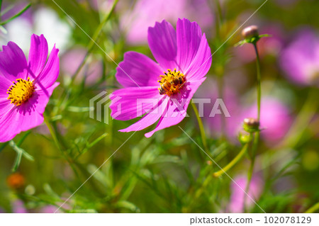 岡山縣岡山市東區 4 大波斯菊和蜜蜂 102078129