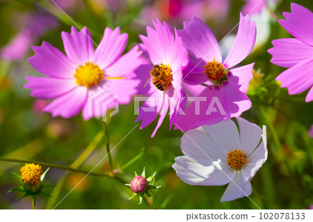 Cosmos flowers and bees 6 Higashi Ward, Okayama City, Okayama Prefecture 102078133