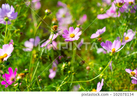 Cosmos Field 10, Higashi Ward, Okayama City, Okayama Prefecture, where cosmos are in full bloom 102078134