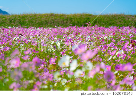 Cosmos Field 11, Higashi Ward, Okayama City, Okayama Prefecture, where cosmos are in full bloom Cosmos Field 11, Higashi Ward, Okayama City, Okayama Prefecture, where cosmos are in full bloom 102078143