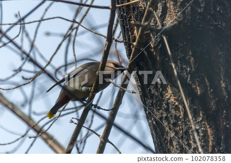 Common Bohemian Waxwing (Bombycilla garrulus) on a tree.  Birds flew in to drink the spring sap from a maple tree. Photo project Birds of Eastern Siberia.  102078358