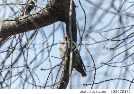 Common Bohemian Waxwing (Bombycilla garrulus) on a tree.  Birds flew in to drink the spring sap from a maple tree. Photo project Birds of Eastern Siberia.  102078372