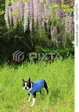 一隻身穿藍色條紋襯衫的波士頓梗犬在美麗的紫藤花和新鮮的綠色植物下凝視著♡Mighty-kun 102078373