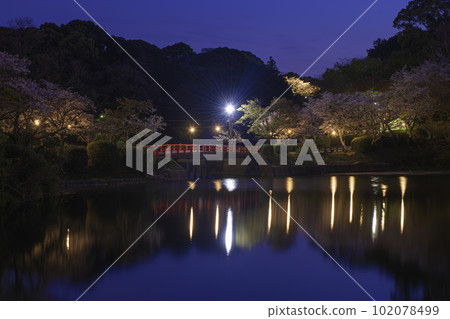 Shoei Bridge and night cherry blossoms in Amagi Park 102078499
