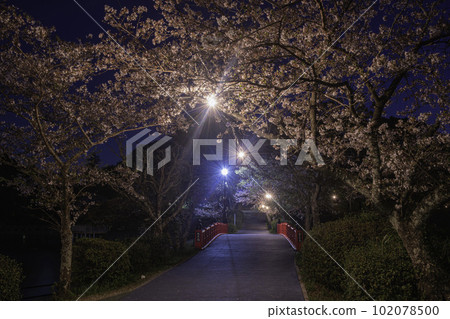松永橋和天城公園的夜櫻 松永橋和天城公園的夜櫻 102078500