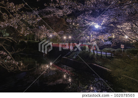 松永橋和天城公園的夜櫻 松永橋和天城公園的夜櫻 102078503
